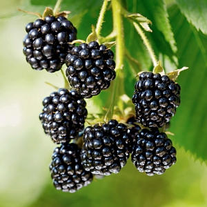 Bushel and Berry Blackberry Baby Cakes